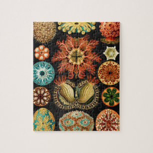 Ascidiae, Seescheiden Marine Life av Ernst Haeckel Pussel