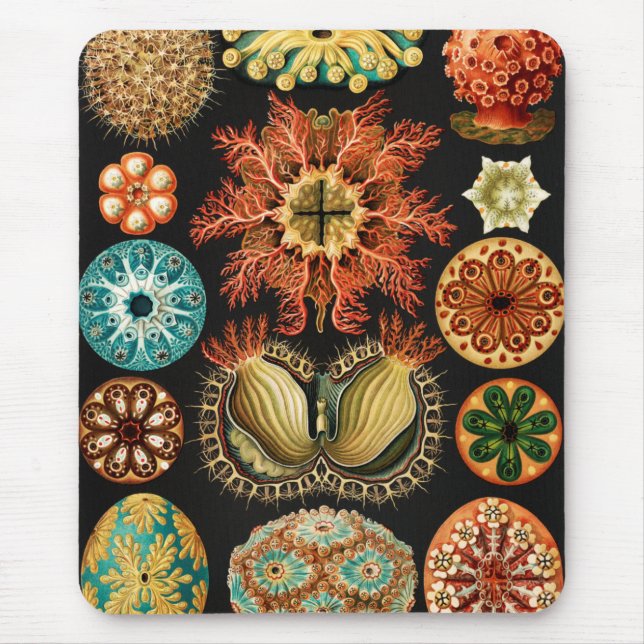 Ascidiae Seescheiden Marine Life by Ernst Haeckel Musmatta (Framsidan)