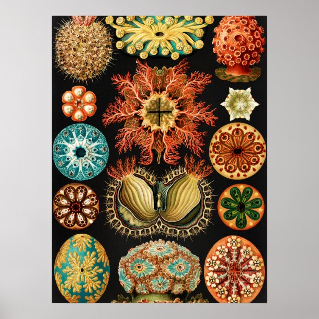 Ascidiae Seescheiden Marine Life by Ernst Haeckel Poster (Framsidan)