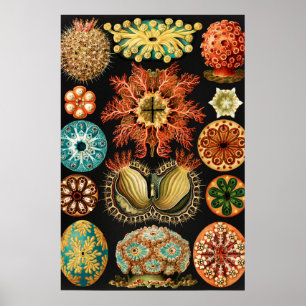 Ascidiae Seescheiden Marine Life by Ernst Haeckel Poster
