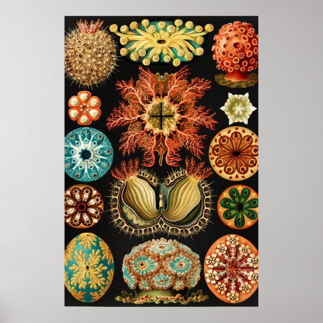 Ascidiae Seescheiden Marine Life by Ernst Haeckel Poster (Framsidan)