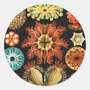 Ascidiae Seescheiden Marine Life by Ernst Haeckel Runt Klistermärke