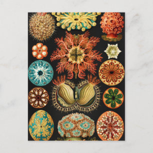 Ascidiae Seescheiden Marine Life by Ernst Haeckel Vykort