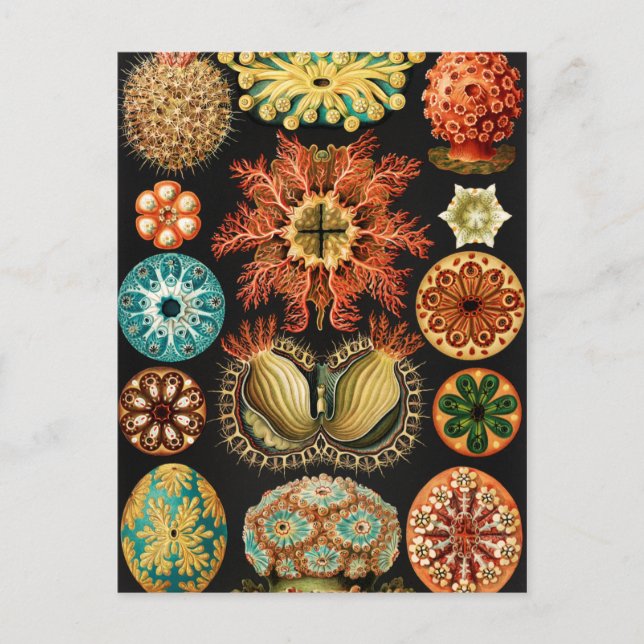 Ascidiae Seescheiden Marine Life by Ernst Haeckel Vykort (Framsida)