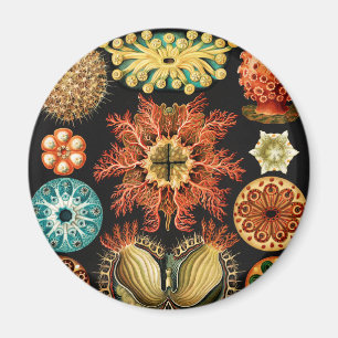 Ascidiae, sjöpungar marint liv av Ernst Haeckel Magnet