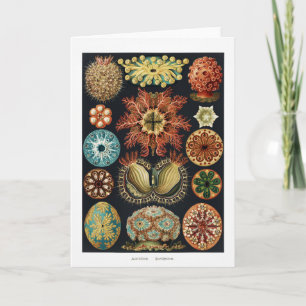 Ascidiae Starfish Sea Urchin Vintage affisch Kort