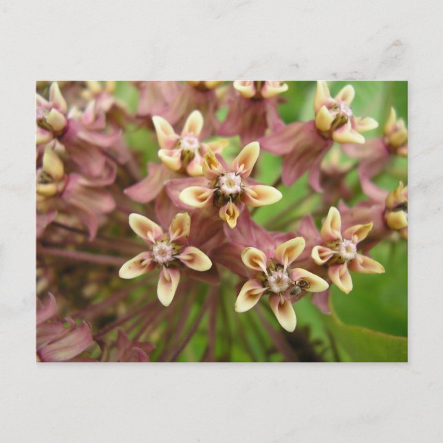 Asclépiade commune vykort (Framsida)