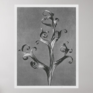 Asclepias Syriaca (Common Milkweed) utvidgad 18 ti Poster