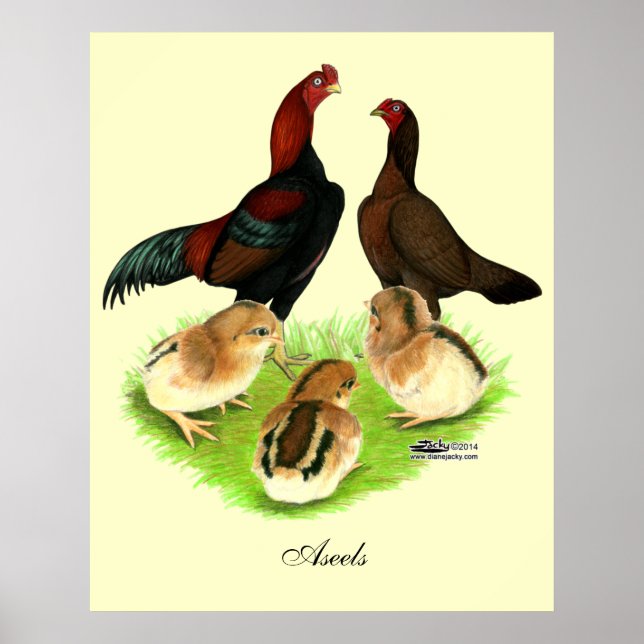 Aseel Black Red Chicken Familj Poster (Framsidan)