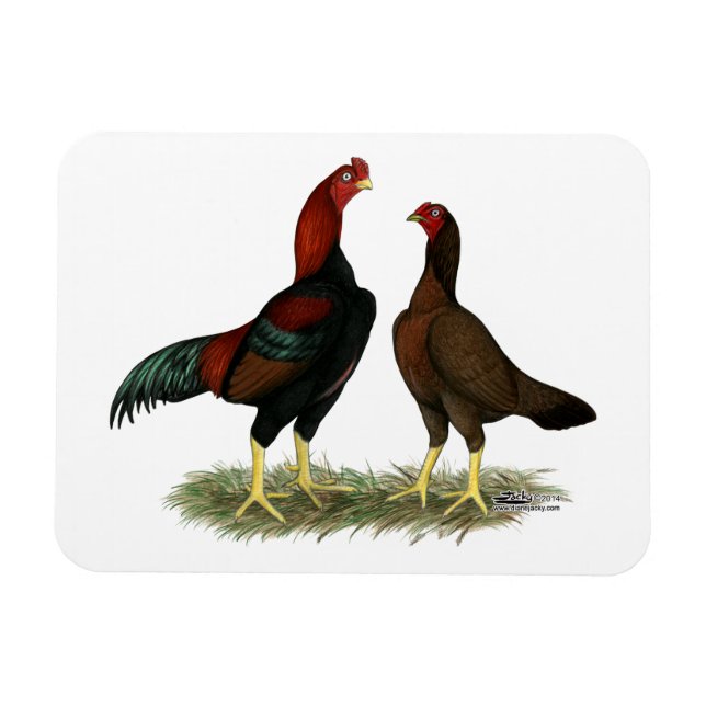 Aseel Black Red Chickens Magnet (Horisontell)