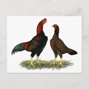 Aseel Black Red Chickens Vykort