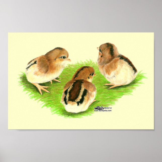 Aseel Black Red Chicks Poster (Framsidan)