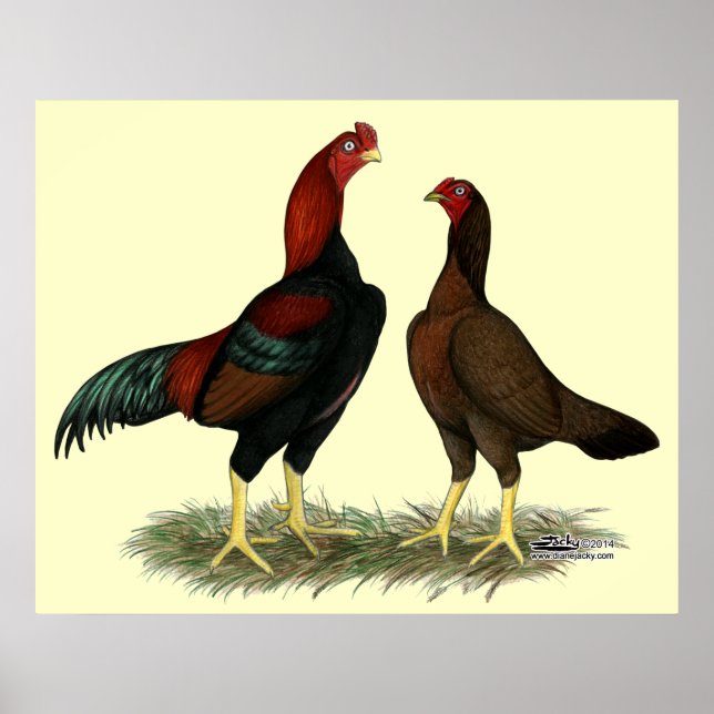 Aseel Svart Röd Höns Poster (Framsidan)