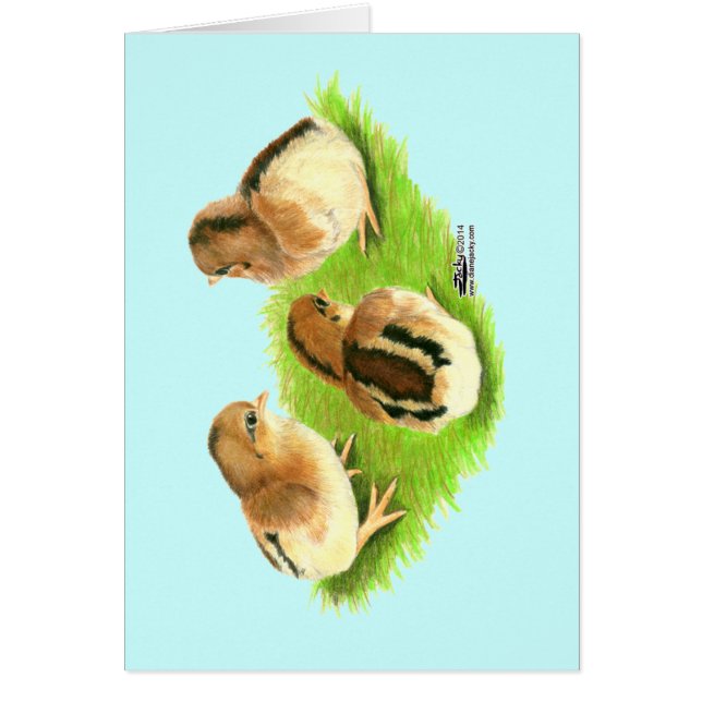 Aseel svart röda chickar OBS kort (Framsidan)