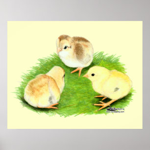Aseel Wheaten-Chickar Poster