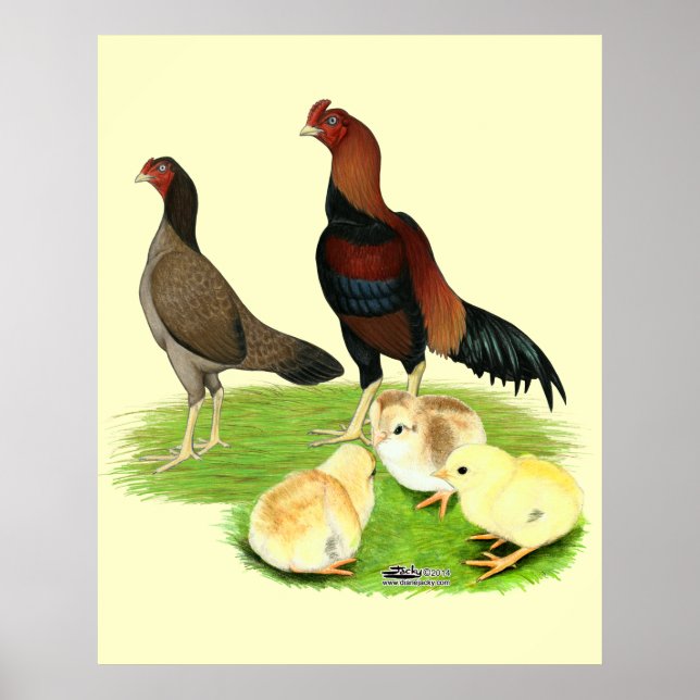 Aseel Wheaten Chicken Familj Poster (Framsidan)