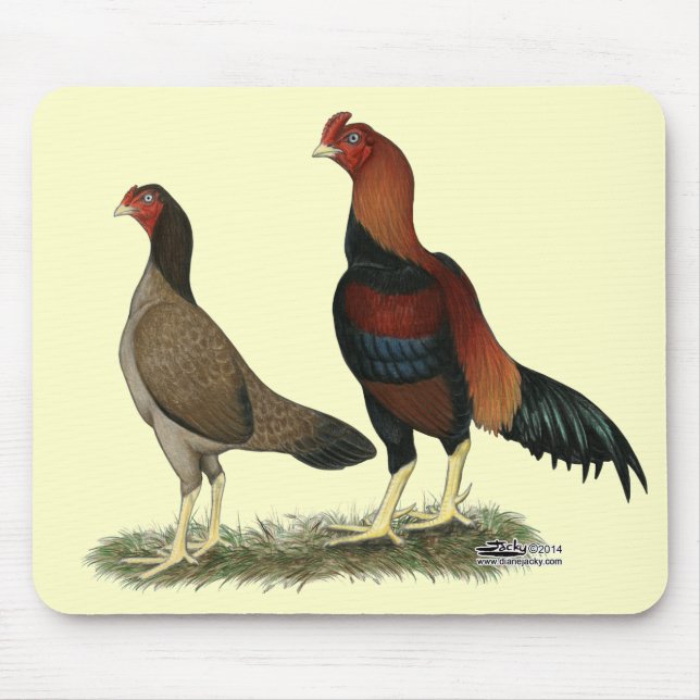 Aseel Wheaten Chickens Musmatta (Framsidan)