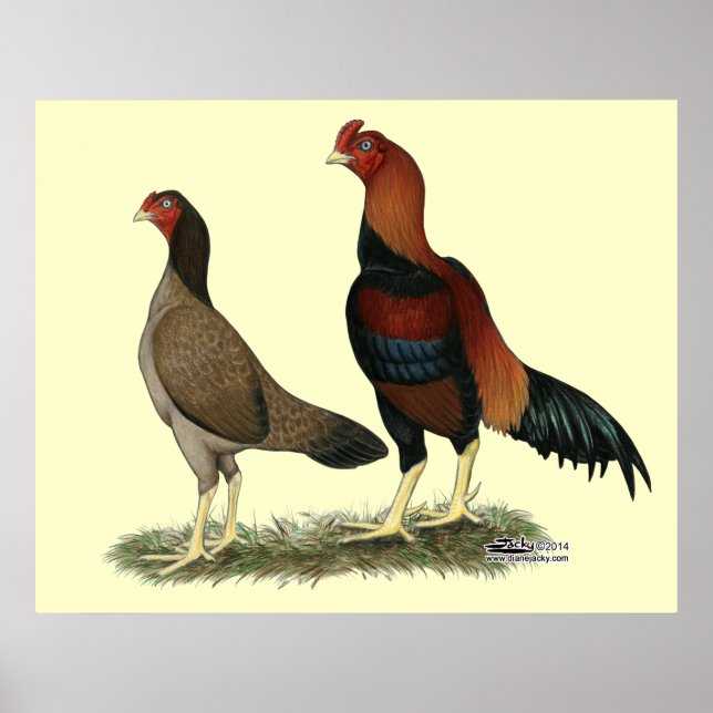 Aseel Wheaten Chickens Poster (Framsidan)