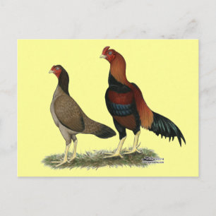 Aseel Wheaten Chickens Vykort