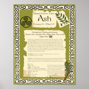 ASH CELTIC HELIG TRÄD POSTER