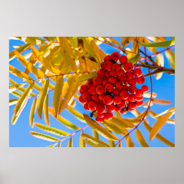 Ashberry Poster (Framsidan)