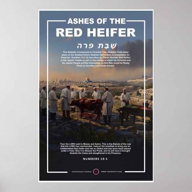 Ashes of the Red Heifer Poster (Framsidan)