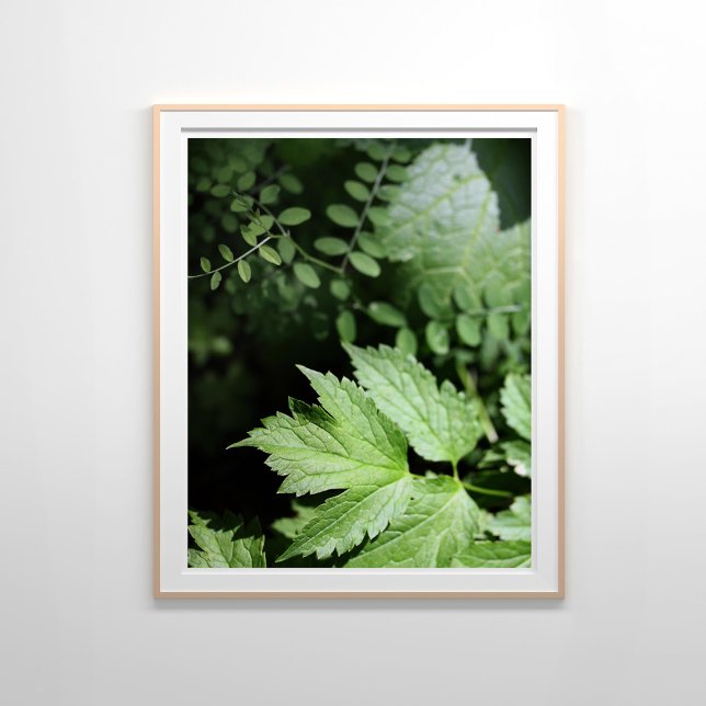 Ashland Ferns in the Forest Photography Poster (Skapare uppladdad)