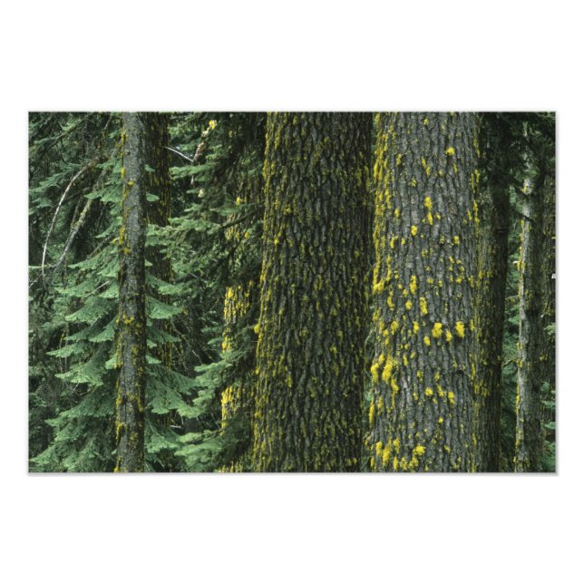 Ashland, Rogue RIver National Forest Fototryck (Framsidan)