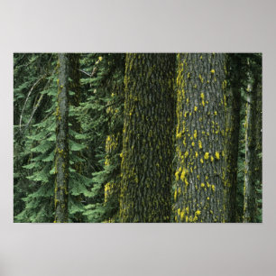Ashland, Rogue RIver National Forest Poster
