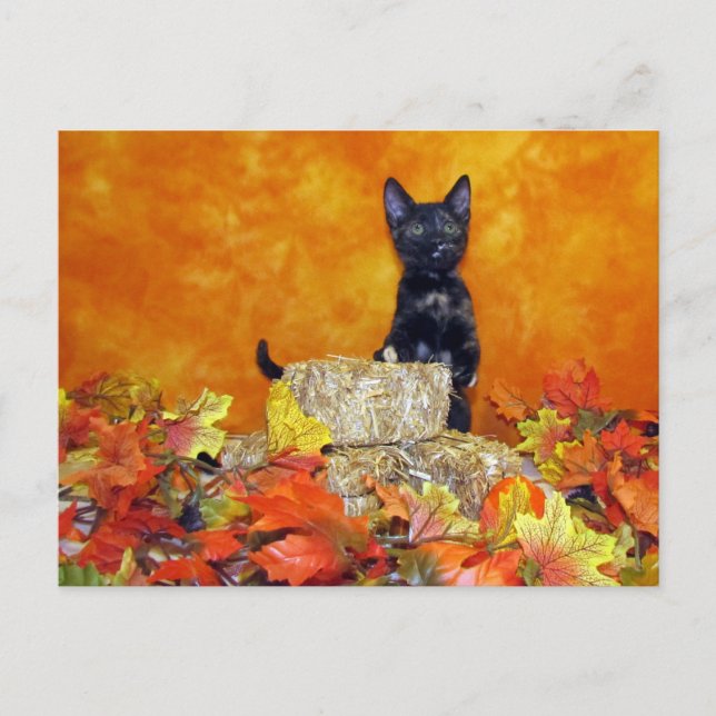 Ashlynns höst - Katt/Kitten vykort (Framsida)