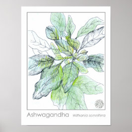 Ashwagahanda Plant Health Medicinal Herb Poster