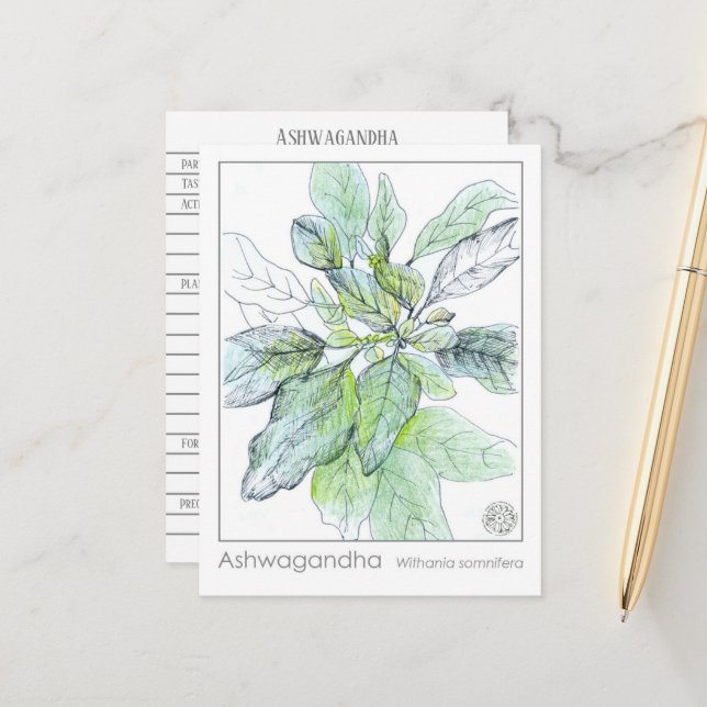 Ashwagandha Materia Medica Herbal Study Card Vykort (Fram/Back In Situ)