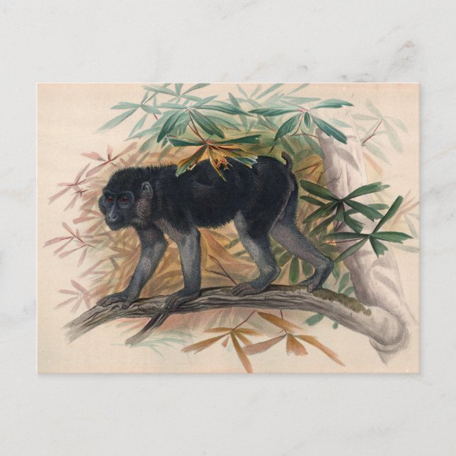 Ashy-Black Ape av Joseph Varg Vykort (Framsida)