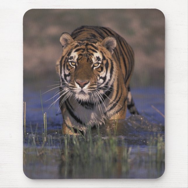 ASIA, India Tiger som går genom vatten Musmatta (Framsidan)