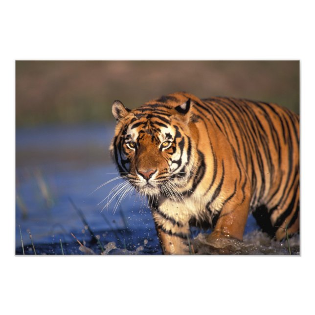 ASIA, Indien, Bengal Tiger Panthera tigris) Fototryck (Framsidan)