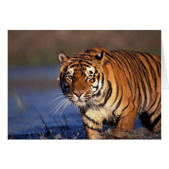 ASIA, Indien, Bengal Tiger Panthera tigris) Hälsningskort (Framsidan Horizontal)