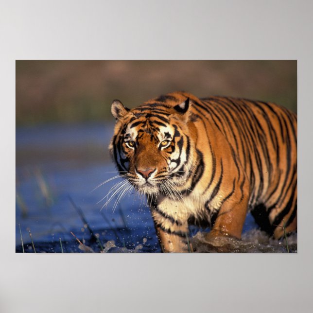 ASIA, Indien, Bengal Tiger Panthera tigris) Poster (Framsidan)