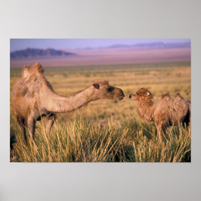 Asia, Mongolia, Gobi Desert, Great Gobi Poster (Framsidan)