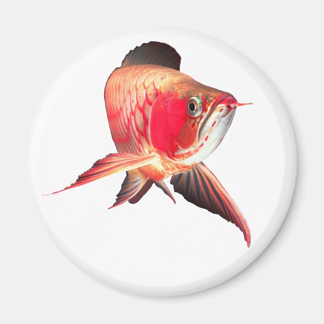 Asian Arowana “Super Red Type” Magnet (Framsidan)