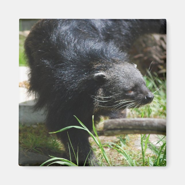 Asian Bearcat Magnet (Framsidan)