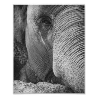 Asian Elephant Ansikte Photo Fototryck