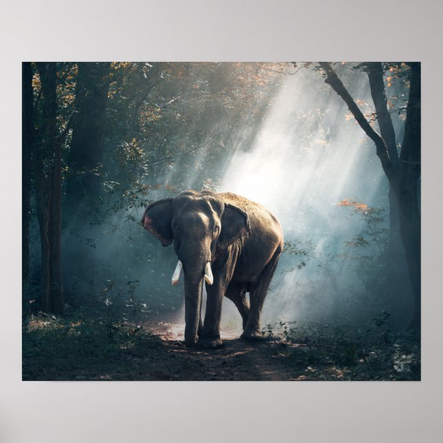 Asian Elephant in a Sunlit Forest Clearing Poster (Framsidan)