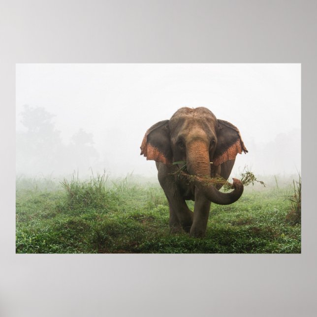 Asian Elephant in Thailand Poster (Framsidan)