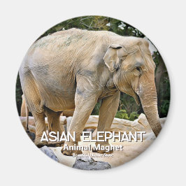 Asian Elephant Magnet