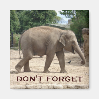 Asian Elephant Spara datum magneter