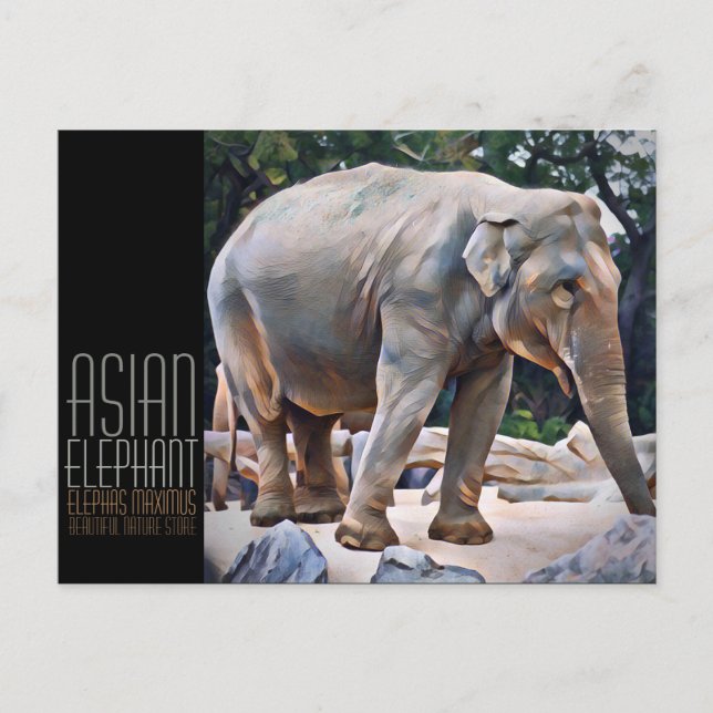 Asian Elephant [vykort] Vykort (Framsida)