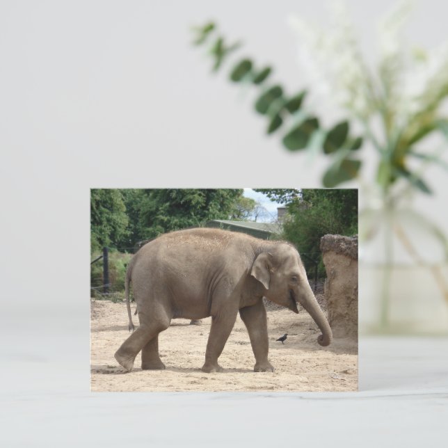 Asian Elephant Walking on Sand-vykort Vykort (Stående Fram)