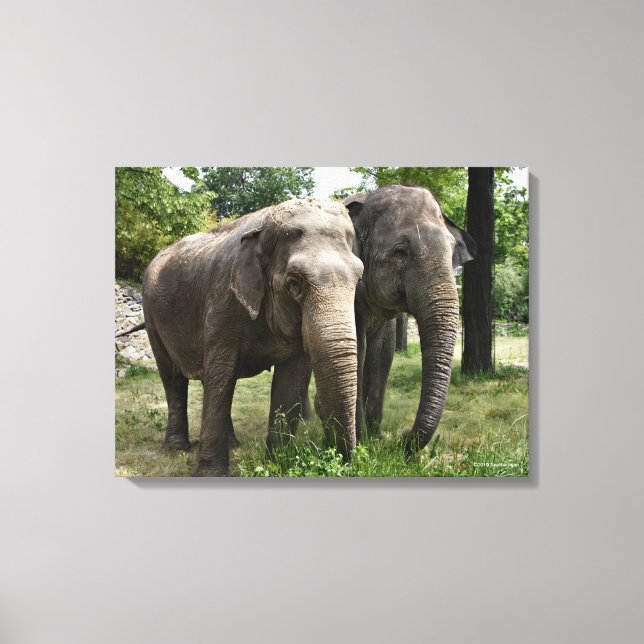 Asian Elephants Side by Side Canvastryck (Framsida)
