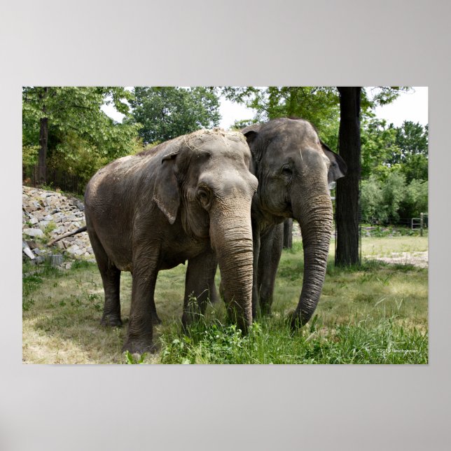 Asian Elephants Side by Side Poster (Framsidan)