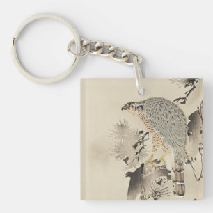Asian Goshawk - 1890
